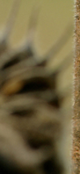 Spiritello.jpg