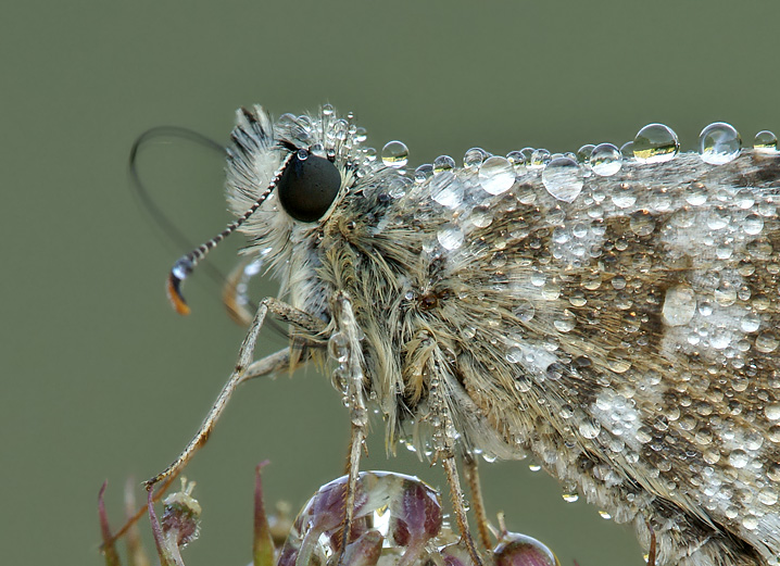 Spirotromba5646.jpg