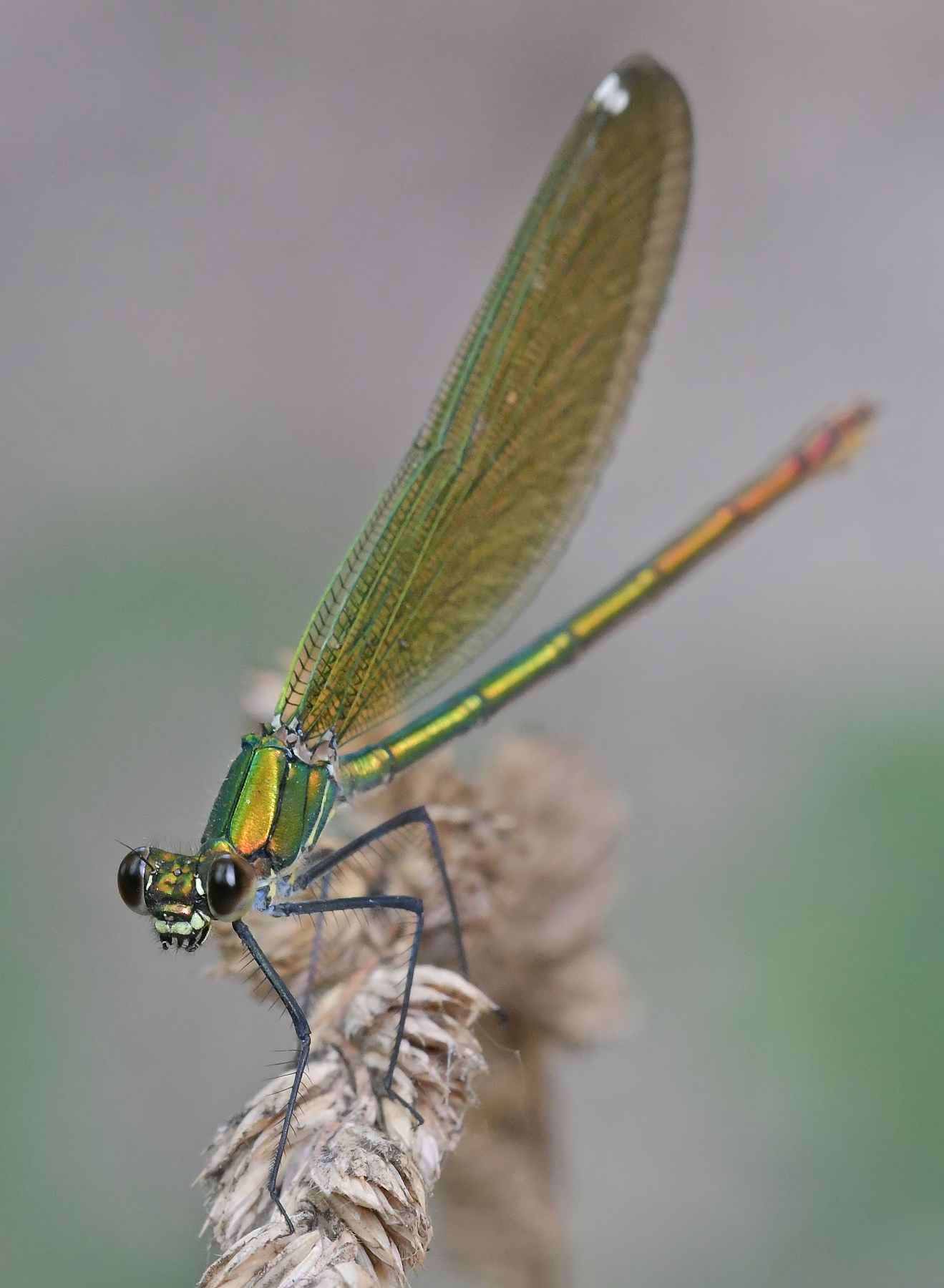splendens2.jpg