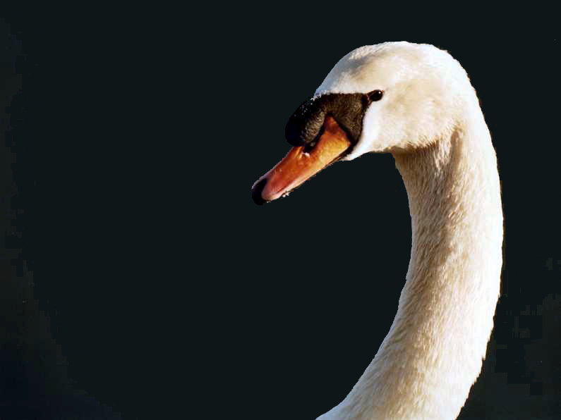 Splendido-modificato.jpg