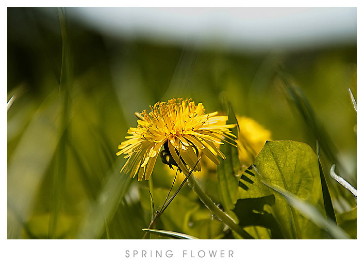 spring_flower.jpg
