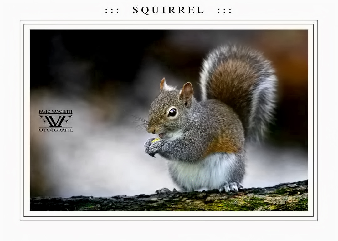 squirell.jpg