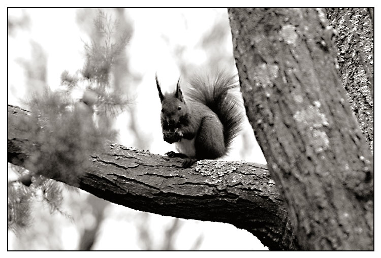 squirrel.jpg