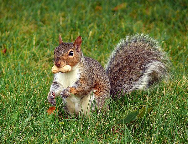 Squirrel1b.jpg