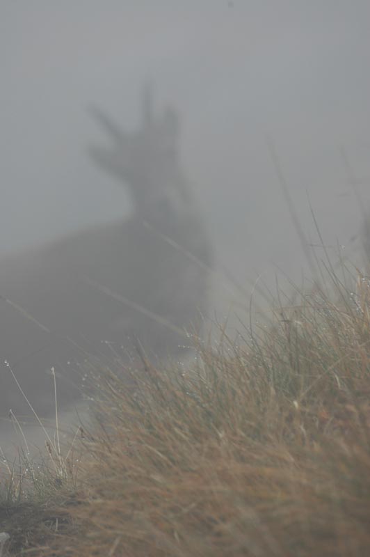 st_nebbia.jpg