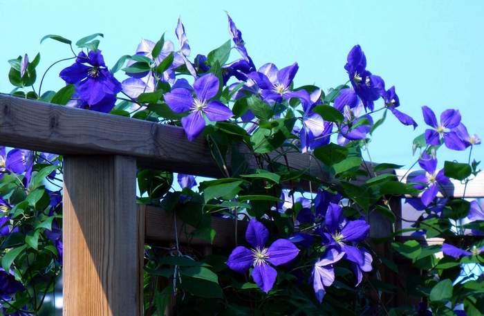 Staccionata con fiori..JPG