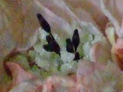 std-1600-iso.jpg