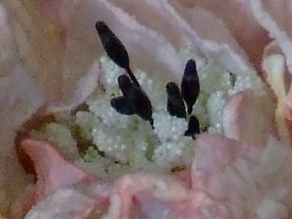 std-400-iso.jpg