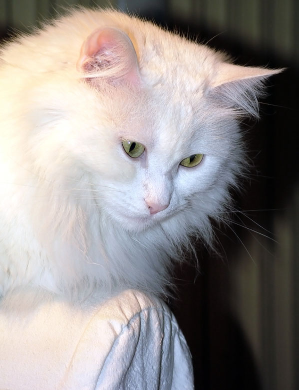 STELLA SUL DIVANO.jpg