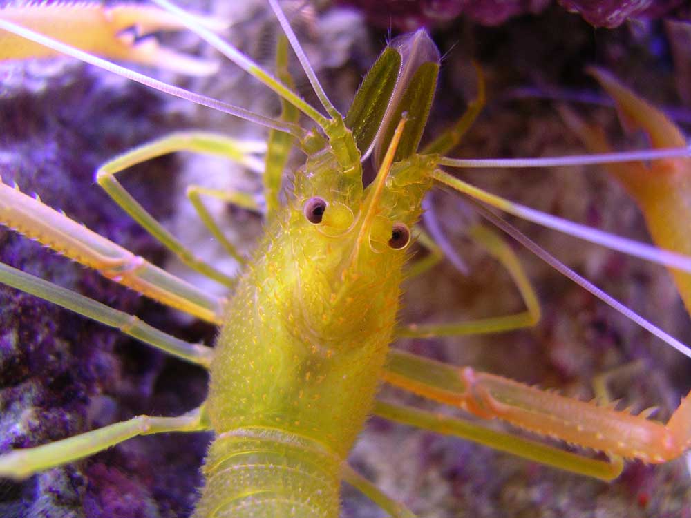 stenopus-macro.jpg