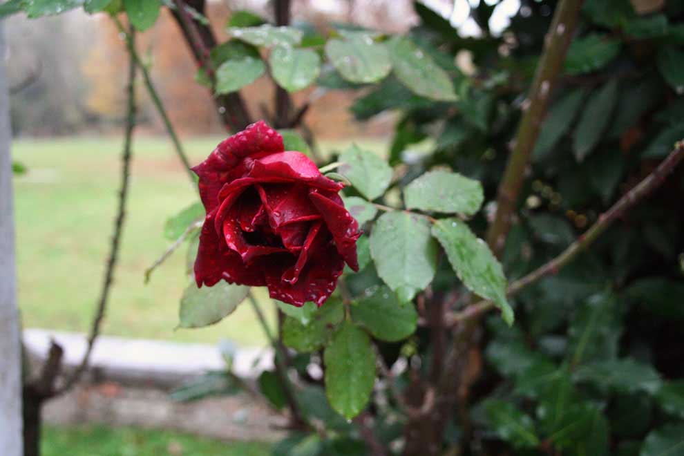 strassoldo rosa.jpg