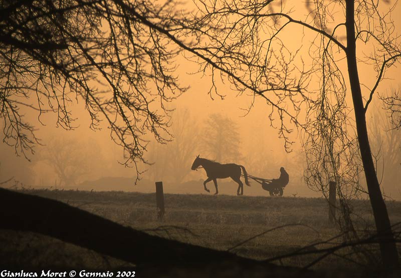 Sulky-nebbia.jpg