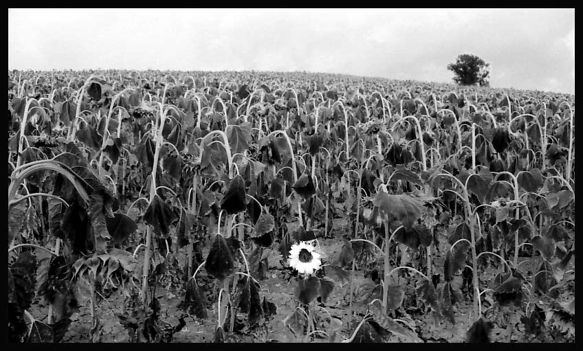 sunflower.jpg
