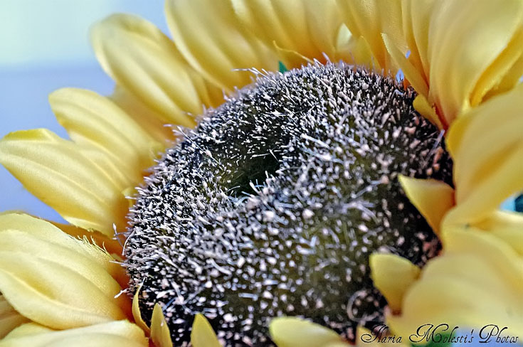 sunflower_nr.jpg