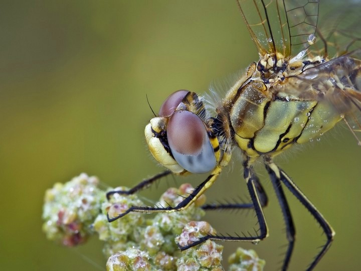 sympetrumfonscolombiioc.jpg