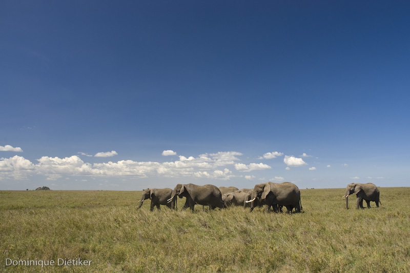tanzania 0130.jpg