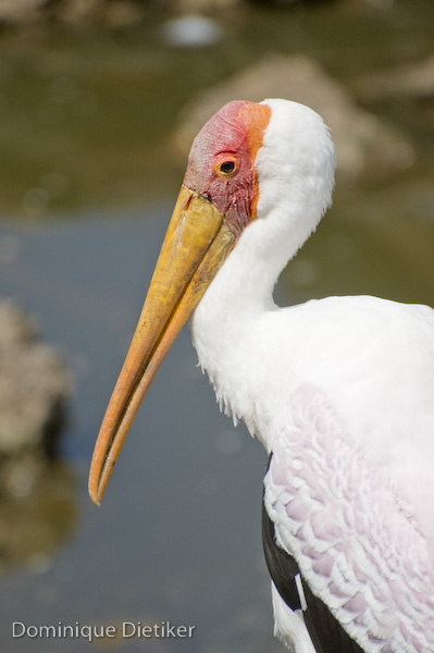 tanzania 0364.jpg