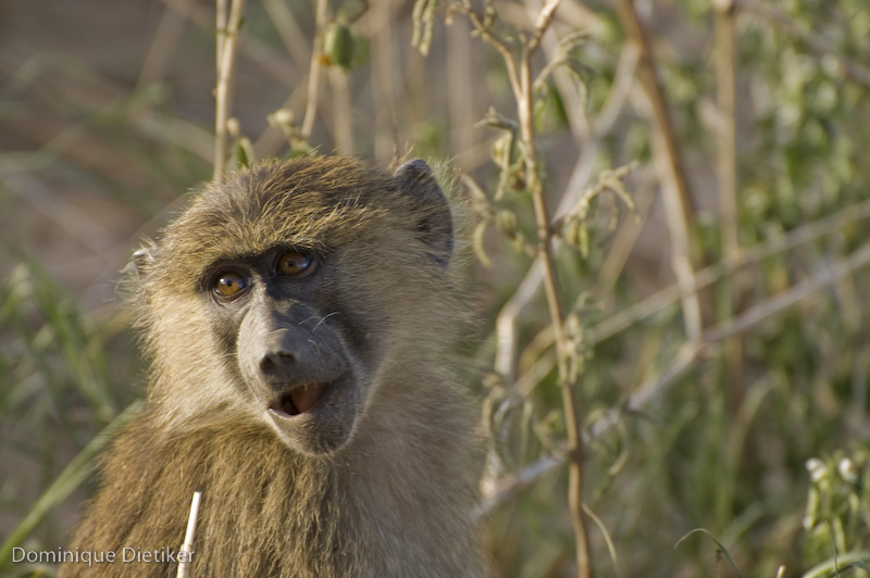 tanzania 0727.jpg