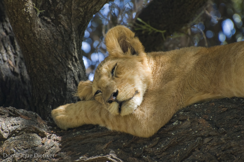 tanzania 1152.jpg