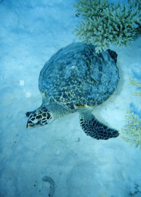 Tartaruga marina (chagos).jpg