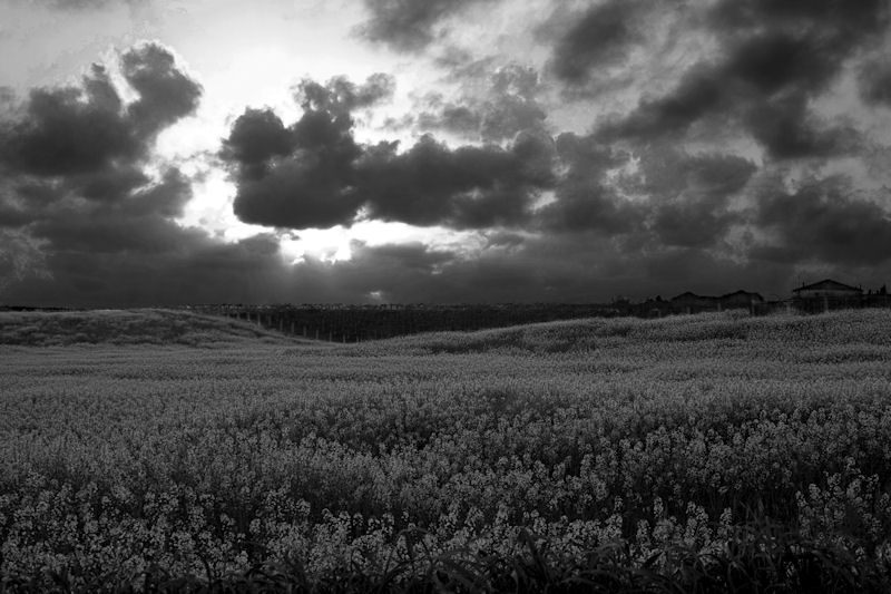 tempesta in arrivo !!!!BN.jpg
