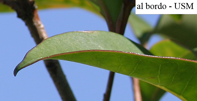 test200_bordo_usm.jpg