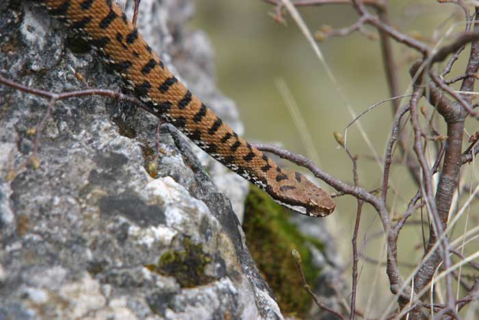 Testa-Vipera.jpg