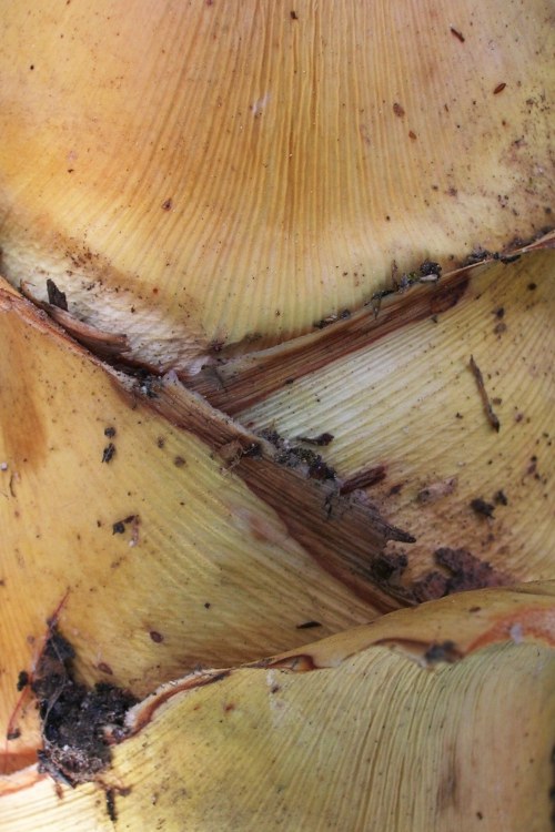 Textures2.jpg
