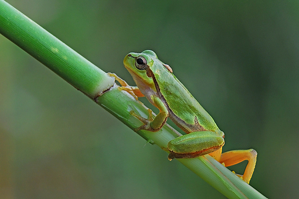tifera.jpg