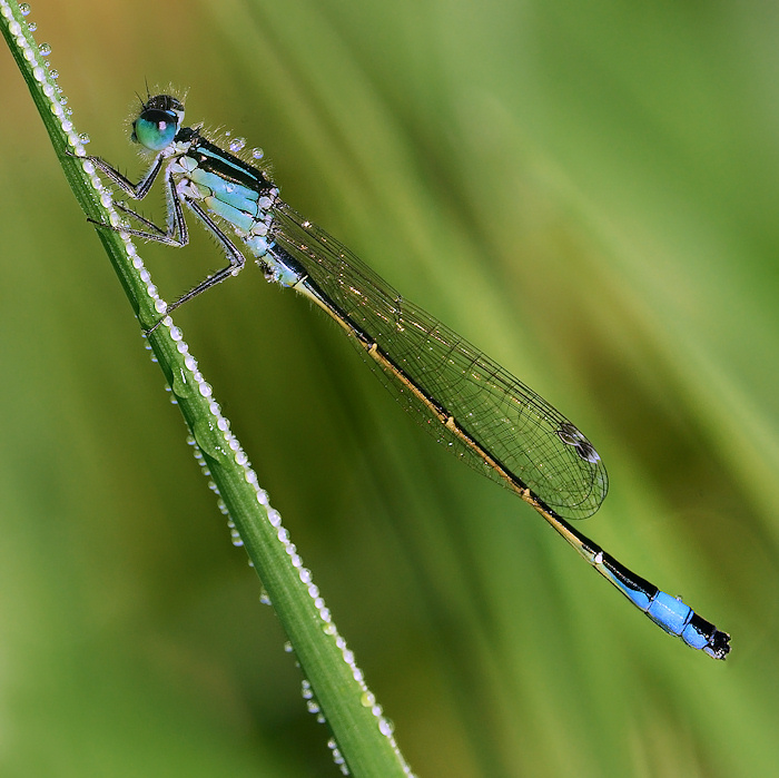 tiferapondica.jpg