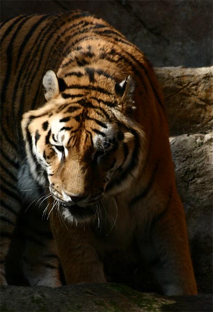 tigre.jpg