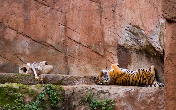 tigre2.jpg