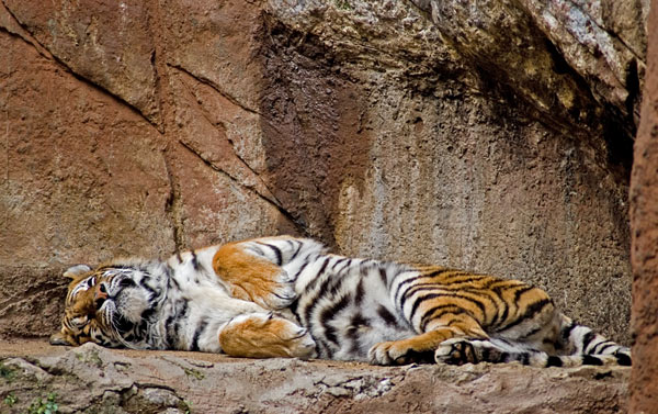 tigre3.jpg