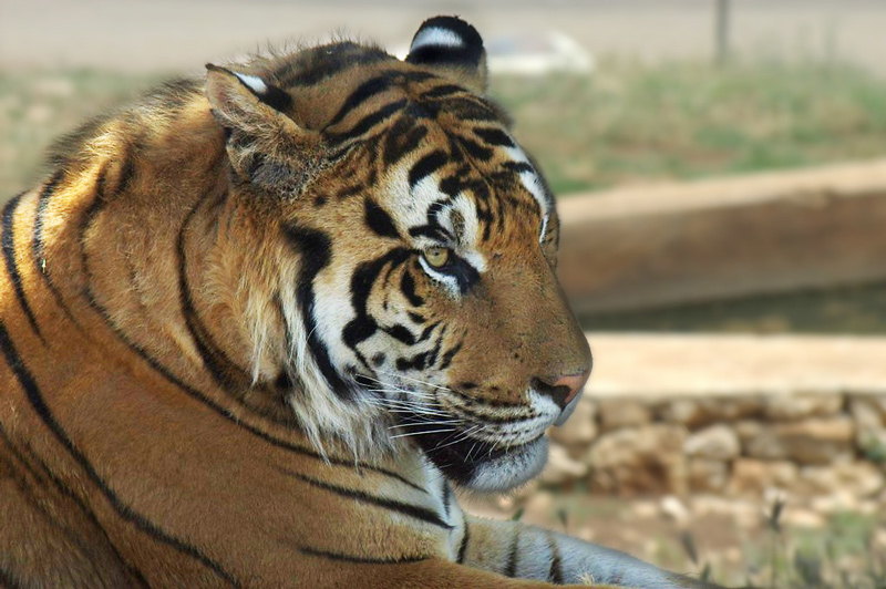 tigre.jpg
