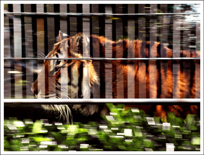 tigre.jpg