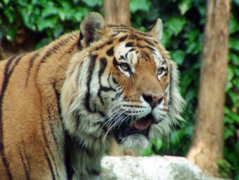 tigre.jpg