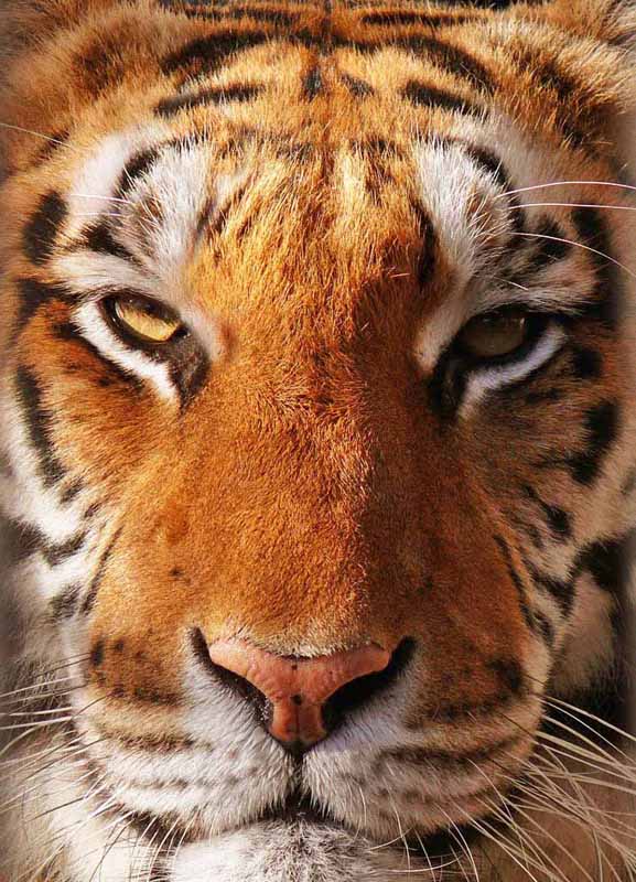tigre.jpg