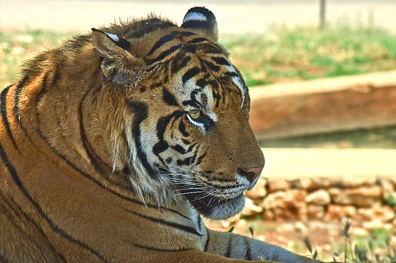 tigre.jpg