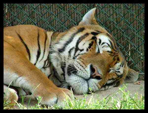 Tigre.jpg