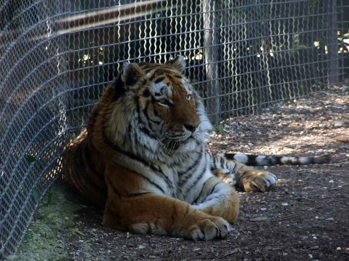 tigre(attraverso-un-vetro).jpg