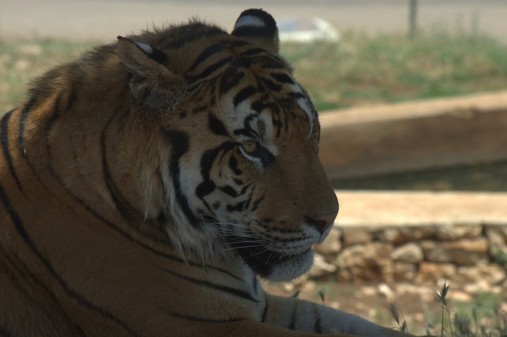tigre_originale.jpg
