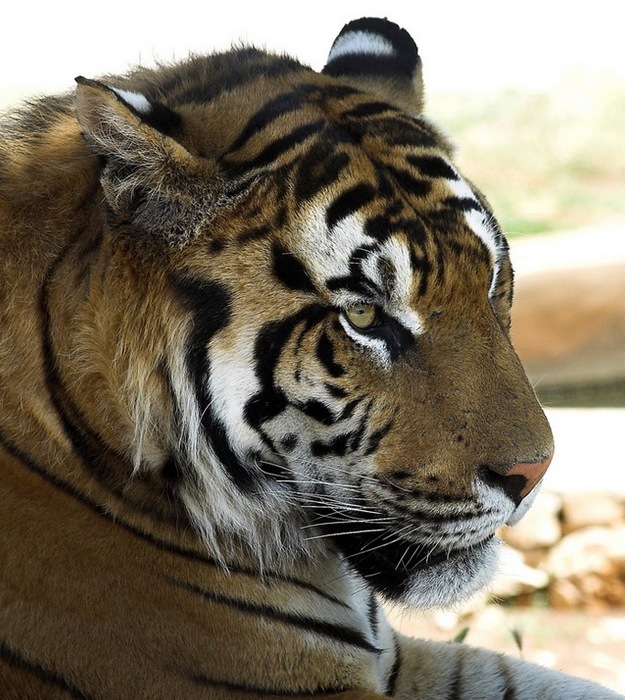 tigre_sviluppata.jpg