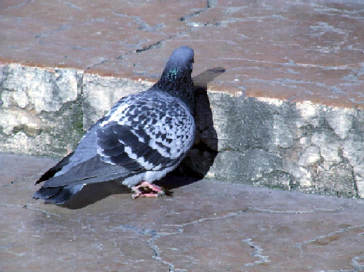 tipo15_930.jpg