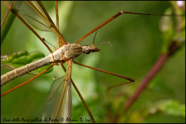 tipula.jpg