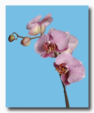 tn_orchidea-2.jpg