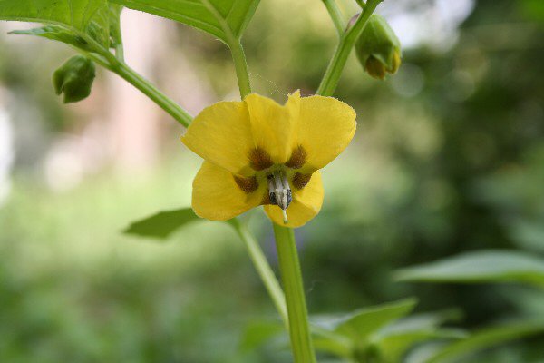 tomatillo.JPG