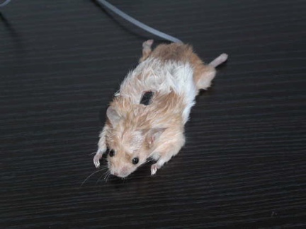 topo_pelle_mouse.jpg