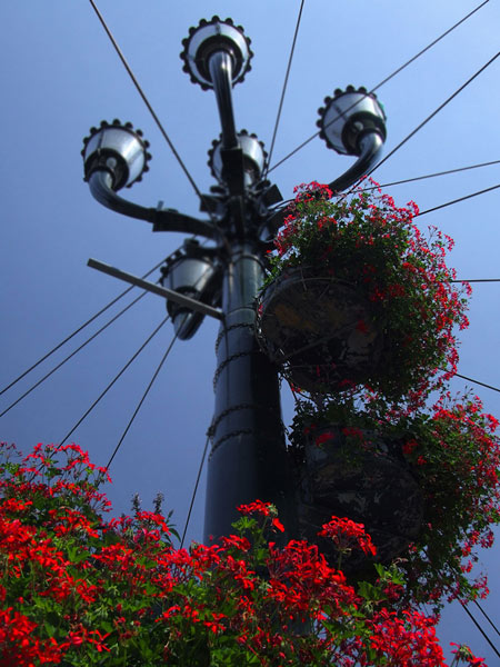 torino-fiori2.jpg
