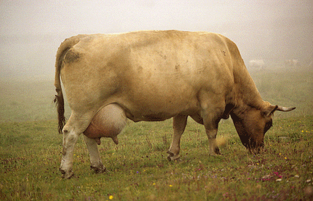 Torrette-2004-(108).gif