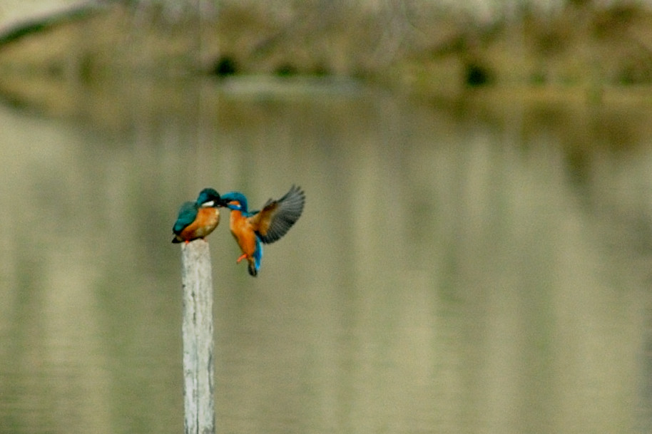 Torrile 08_111.JPG